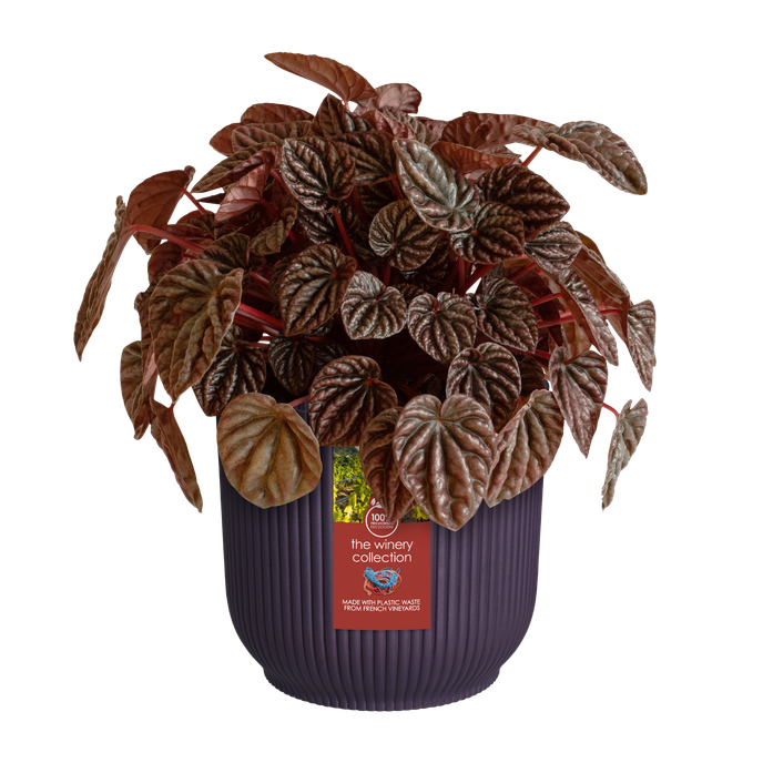 the winery collection 14cm porpora scuro